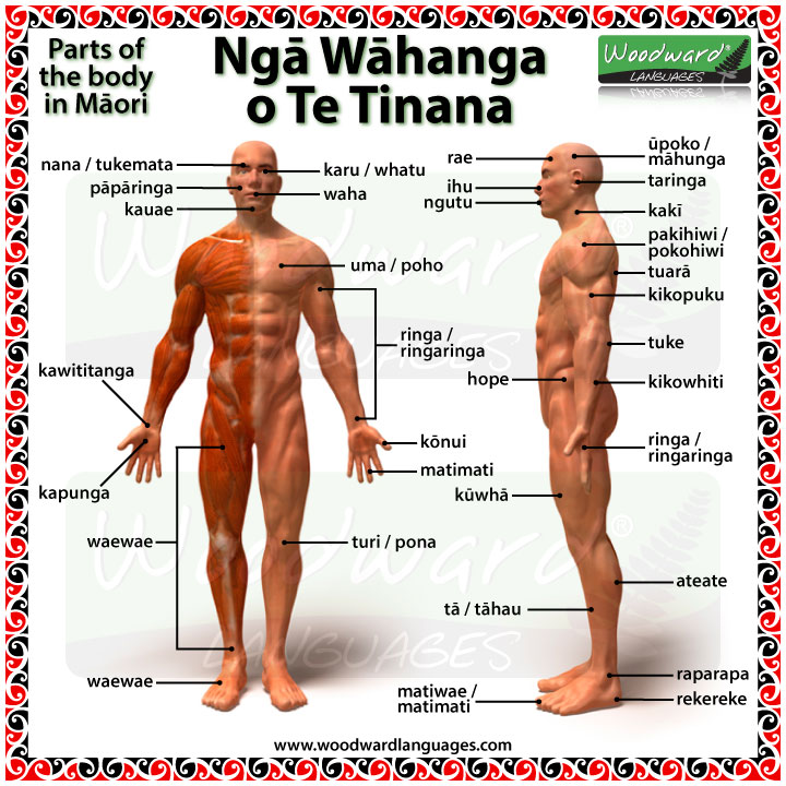 Ngā Wāhanga o Te Tinana - Parts of the body in Māori